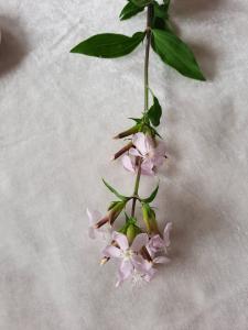 Jacquelien 01 Winterpostelijn Zeepkruid